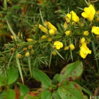 Ulex europaeus L.